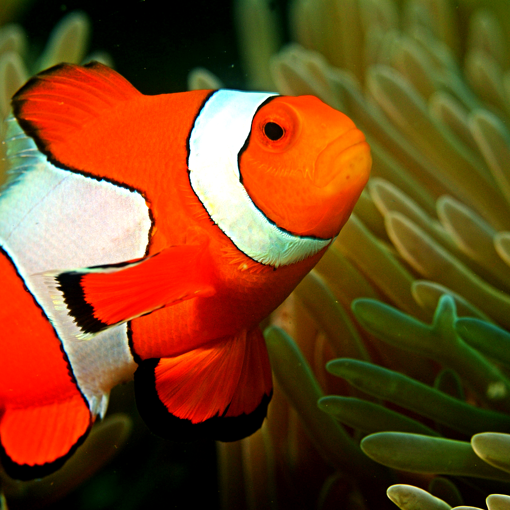 Fish Hunter